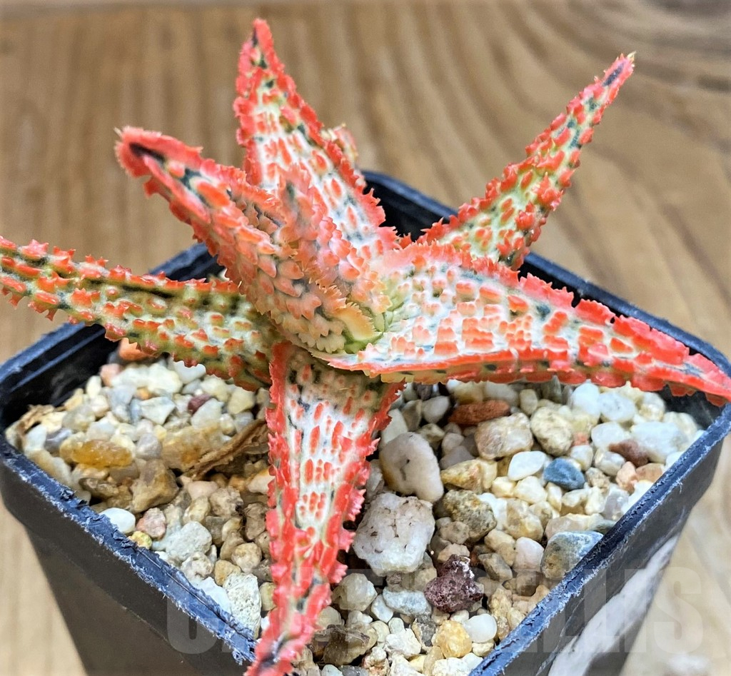 SH15106 Aloe TCT hybrid - Image 2