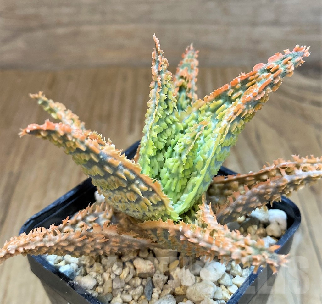 SH15109 Aloe TCT hybrid - Image 2