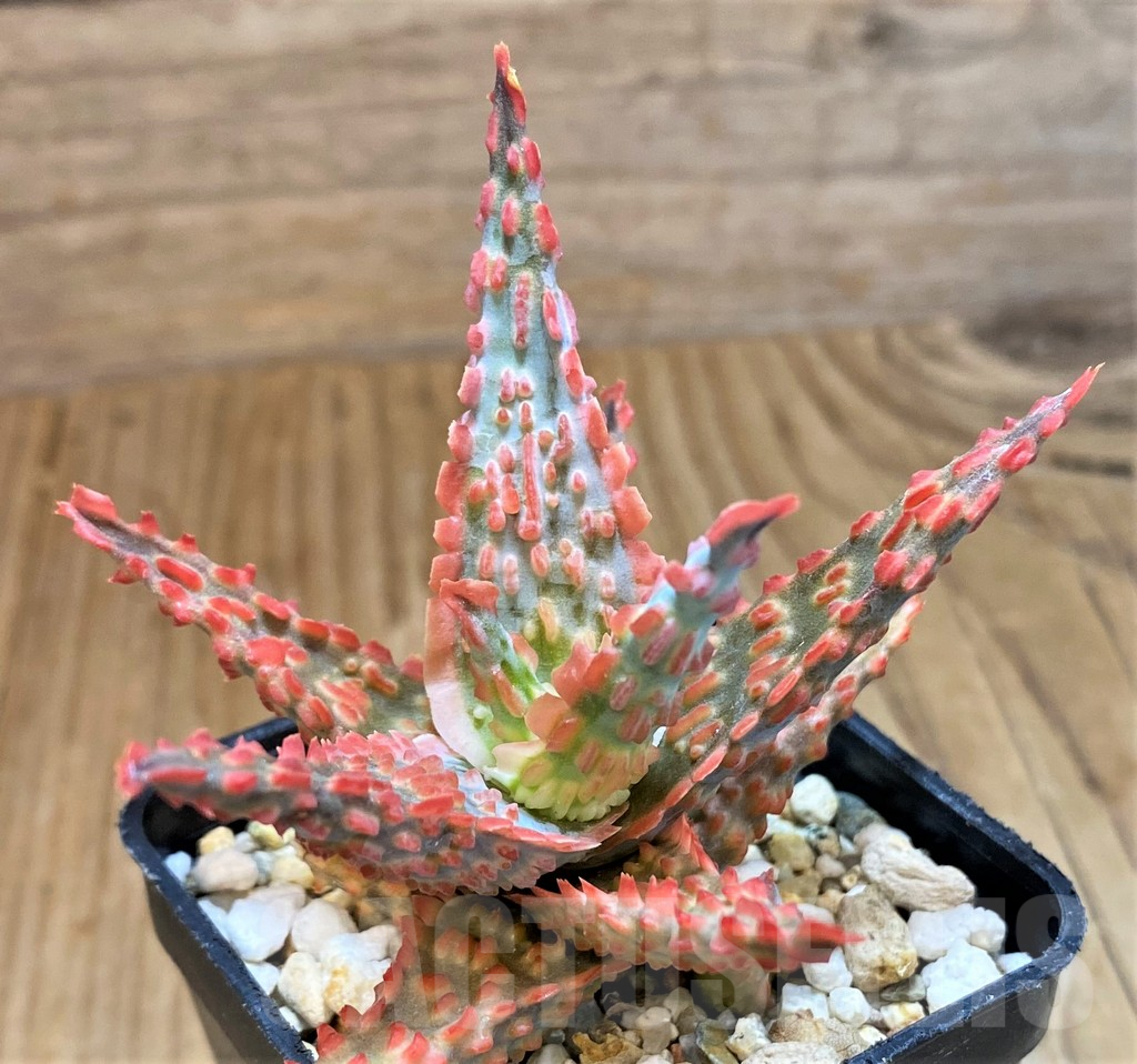 SH15110 Aloe TCT hybrid - Image 2