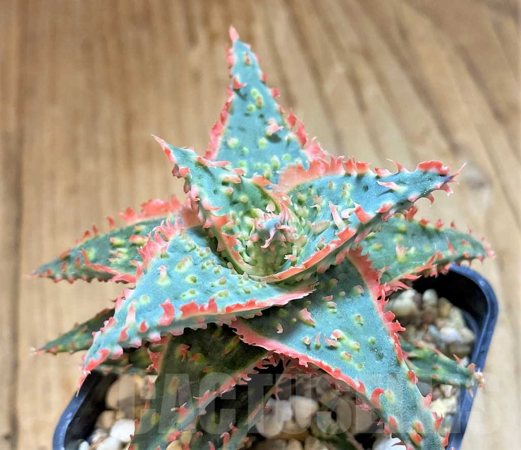 SH15114 Aloe TCT hybrid