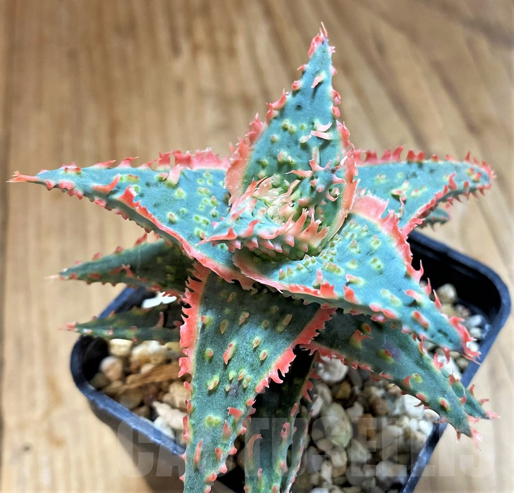 SH15114 Aloe TCT hybrid - Image 2