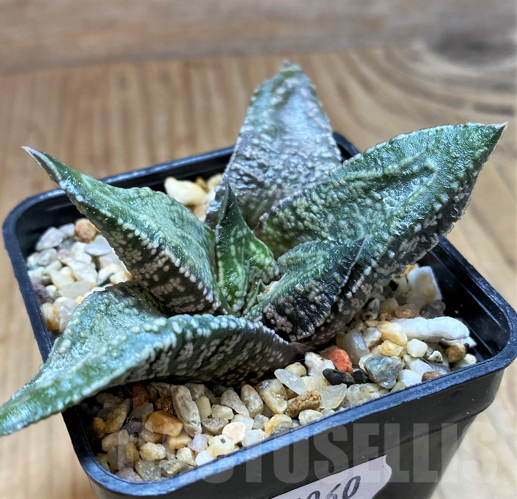SH15060 Gasteria ellaphieae - Image 3