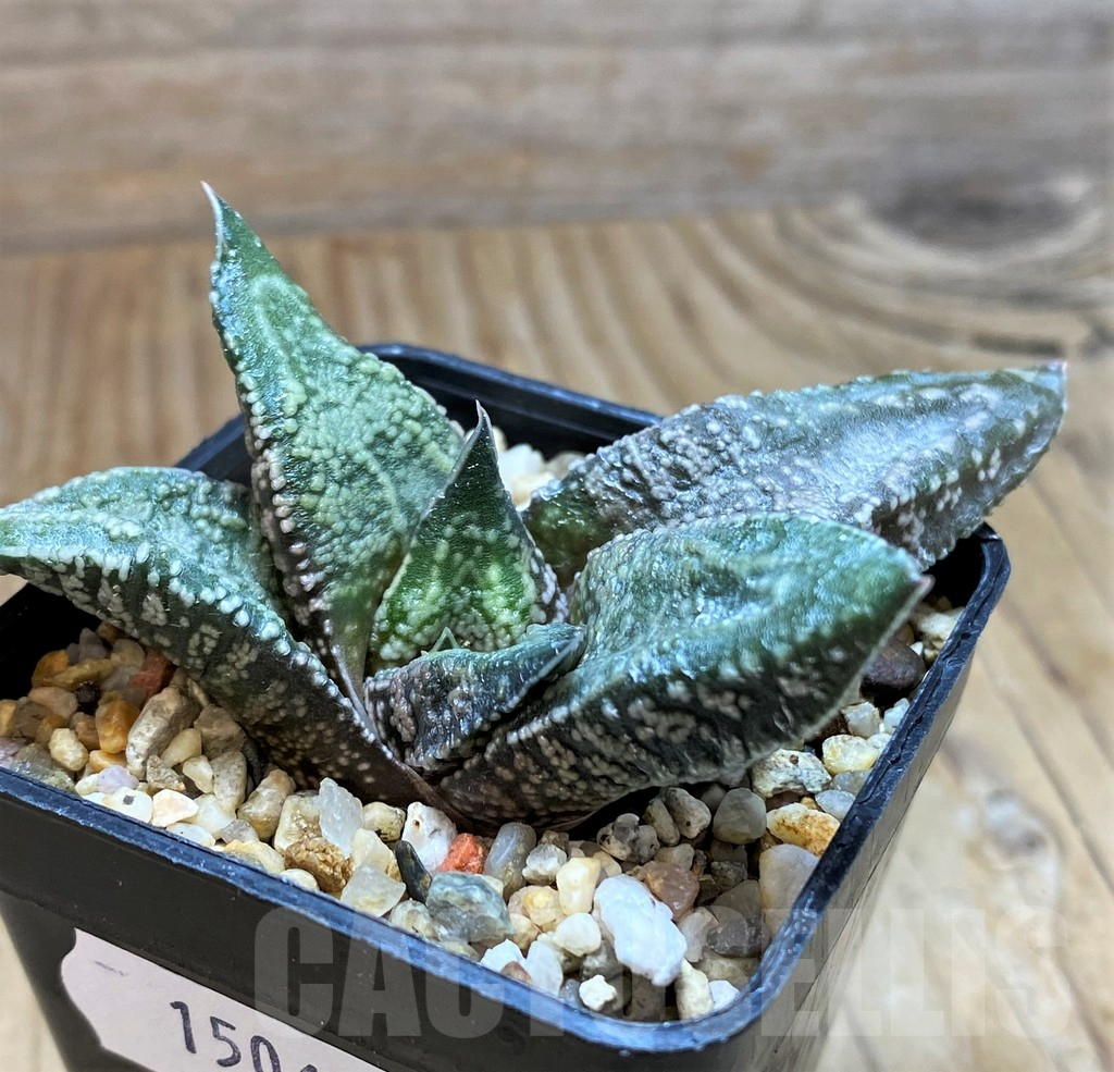 SH15060 Gasteria ellaphieae - Image 2
