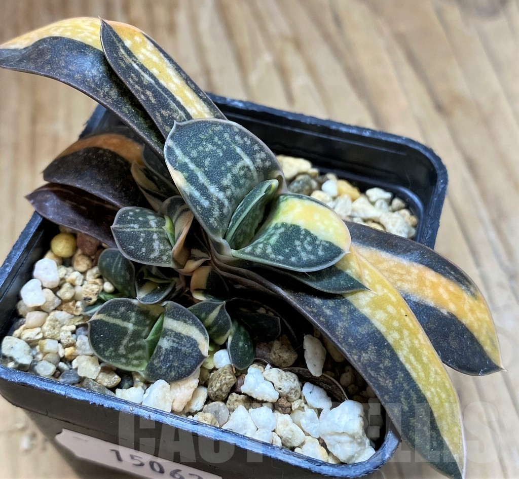 SH15062 Gasteria minima f. variegata - Image 2