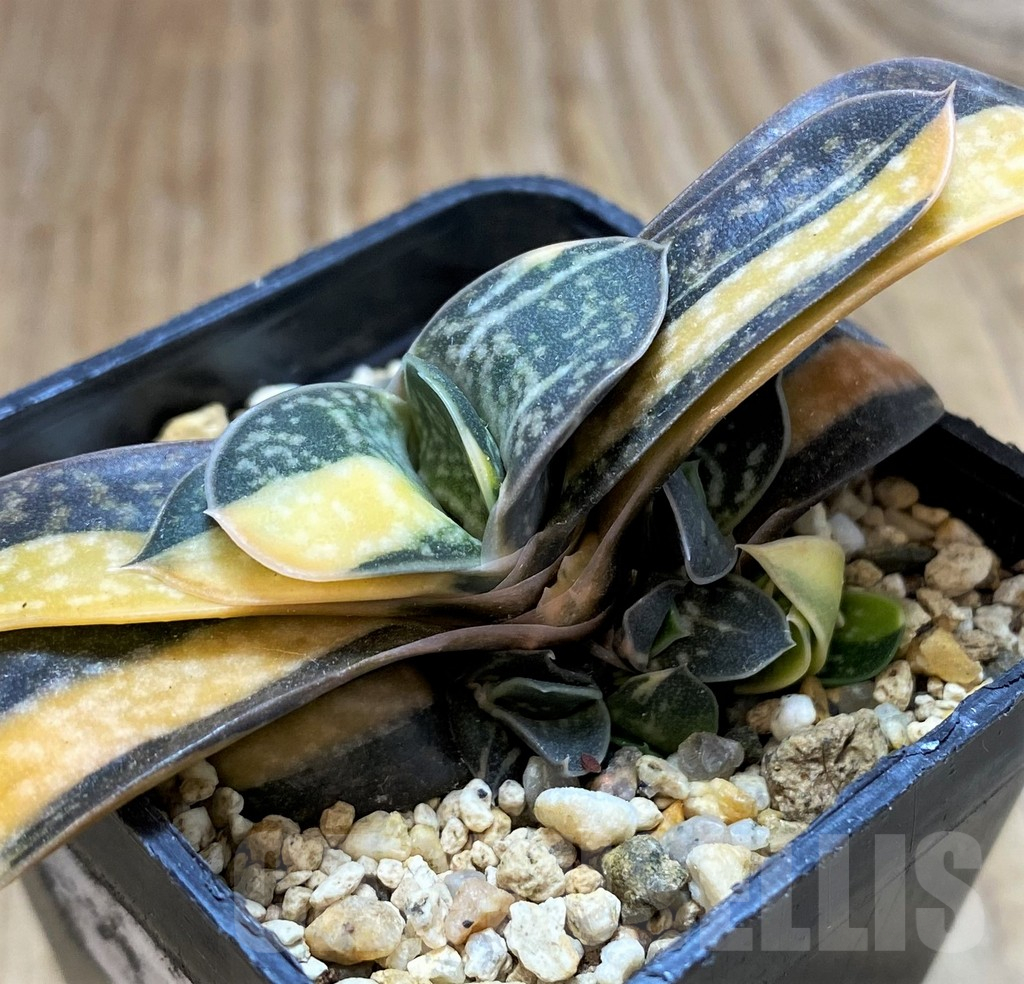 SH15062 Gasteria minima f. variegata