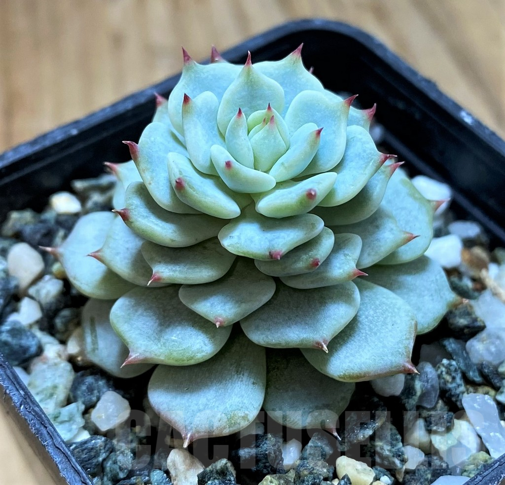 SH15071 Echeveria minima