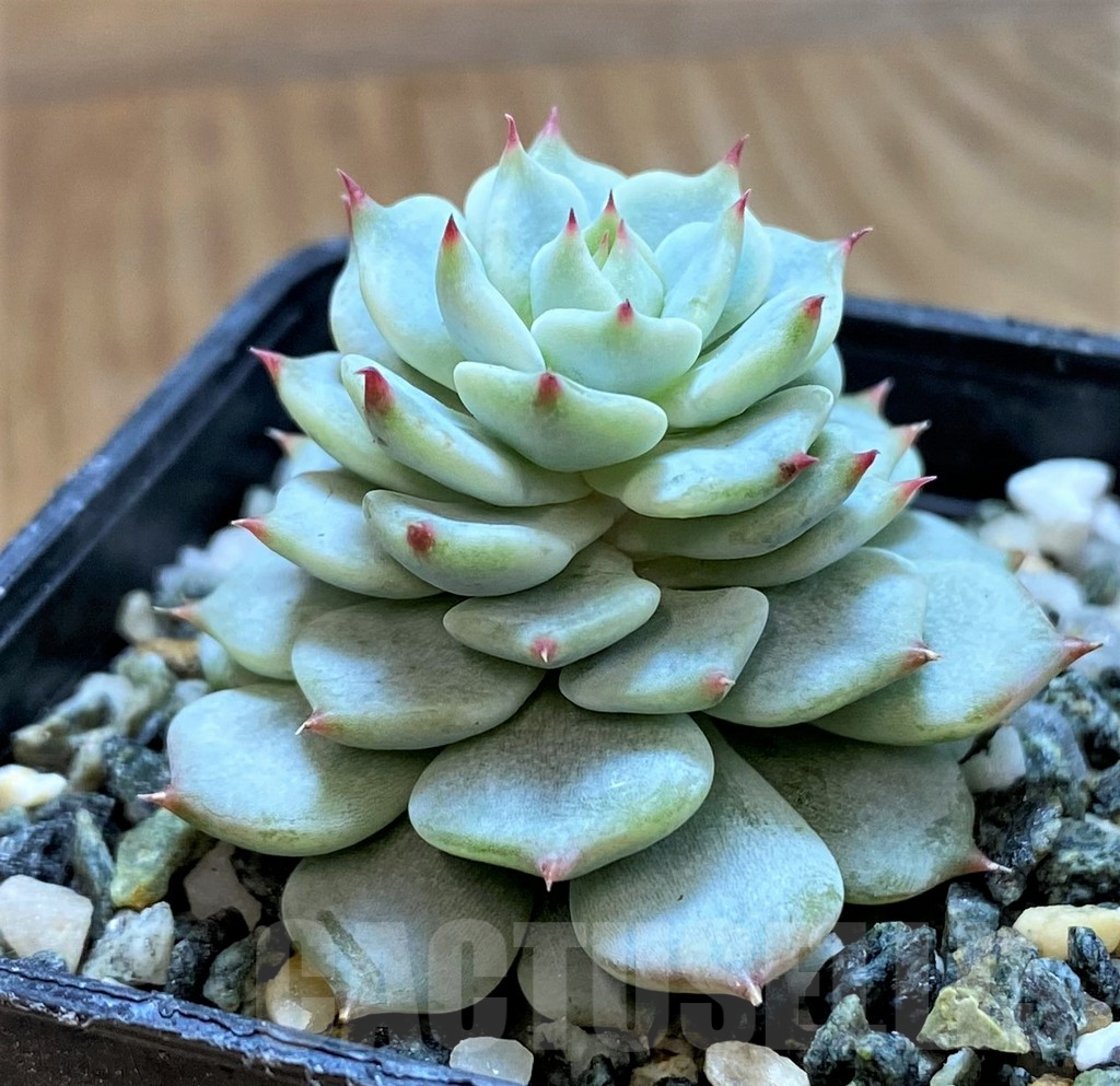 SH15071 Echeveria minima - Image 2