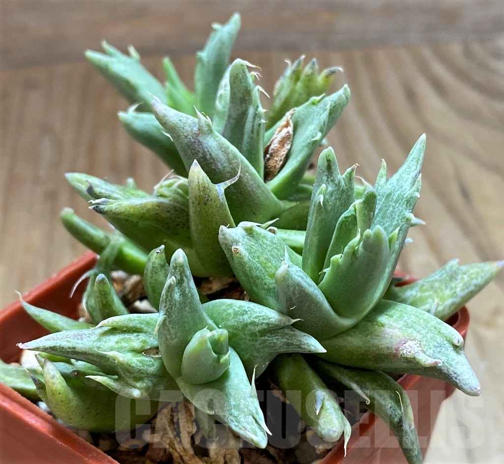 SH15073 Faucaria sp. f. monstrosa