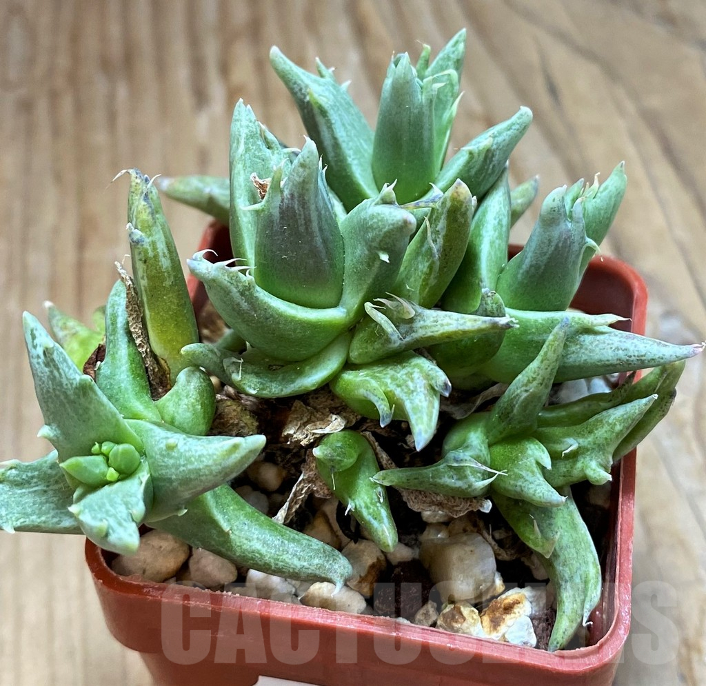 SH15073 Faucaria sp. f. monstrosa - Image 2