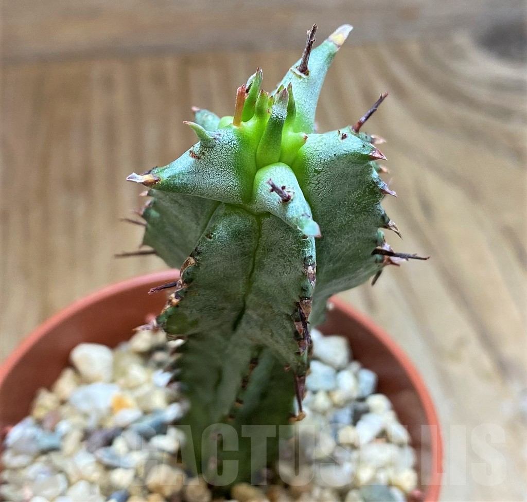SH15080 Euphorbia horrida f. monstrosa
