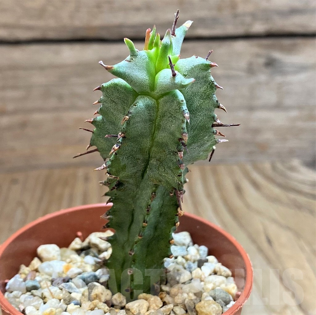 SH15080 Euphorbia horrida f. monstrosa - Image 2