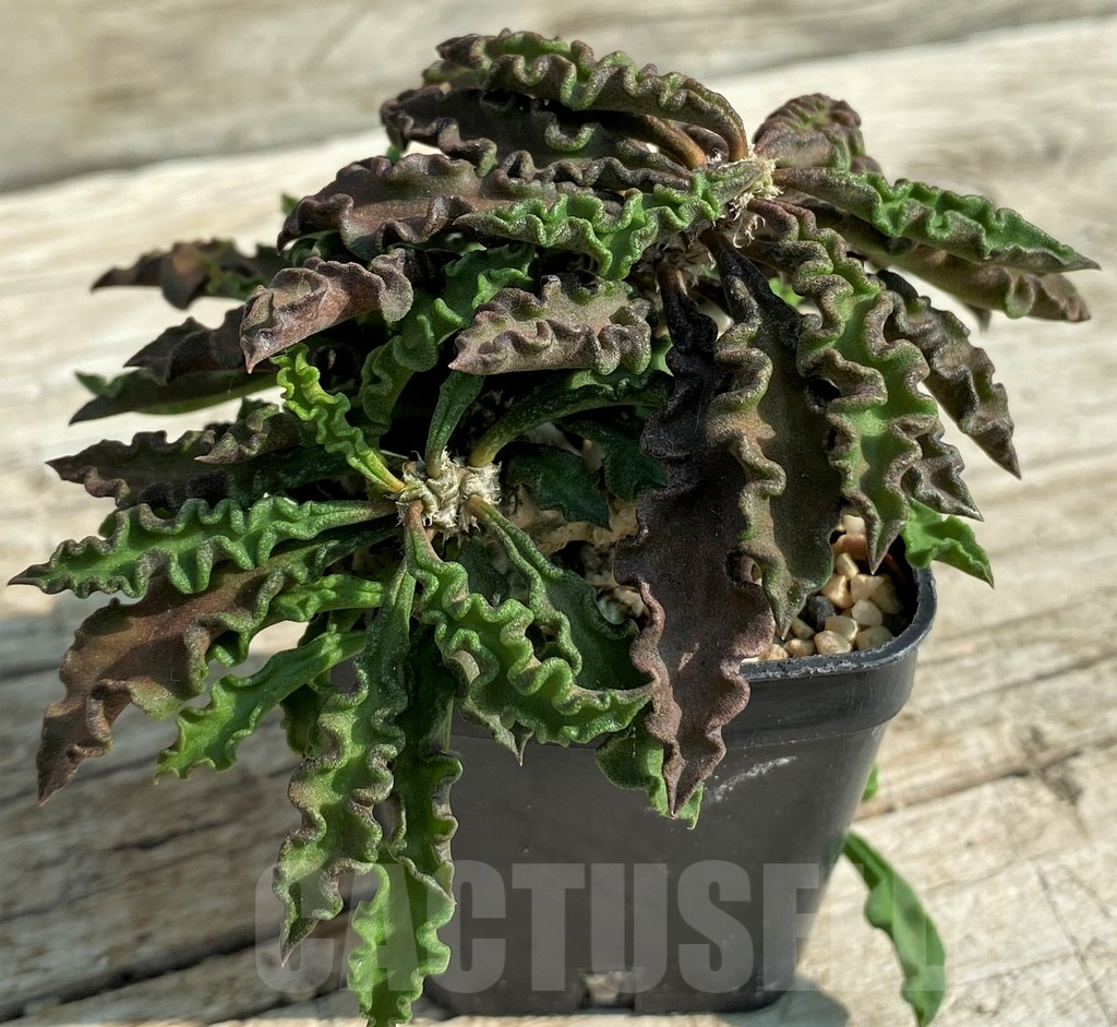 SH3711 Euphorbia decaryi v. spirosticha - Image 2