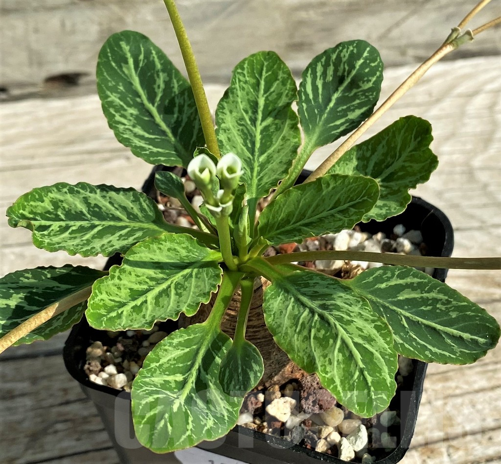 SH13194 Euphorbia spannringii 'Fish Bone'