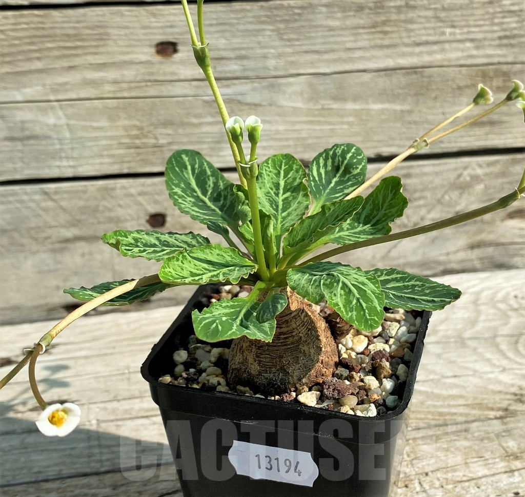SH13194 Euphorbia spannringii 'Fish Bone' - Image 2