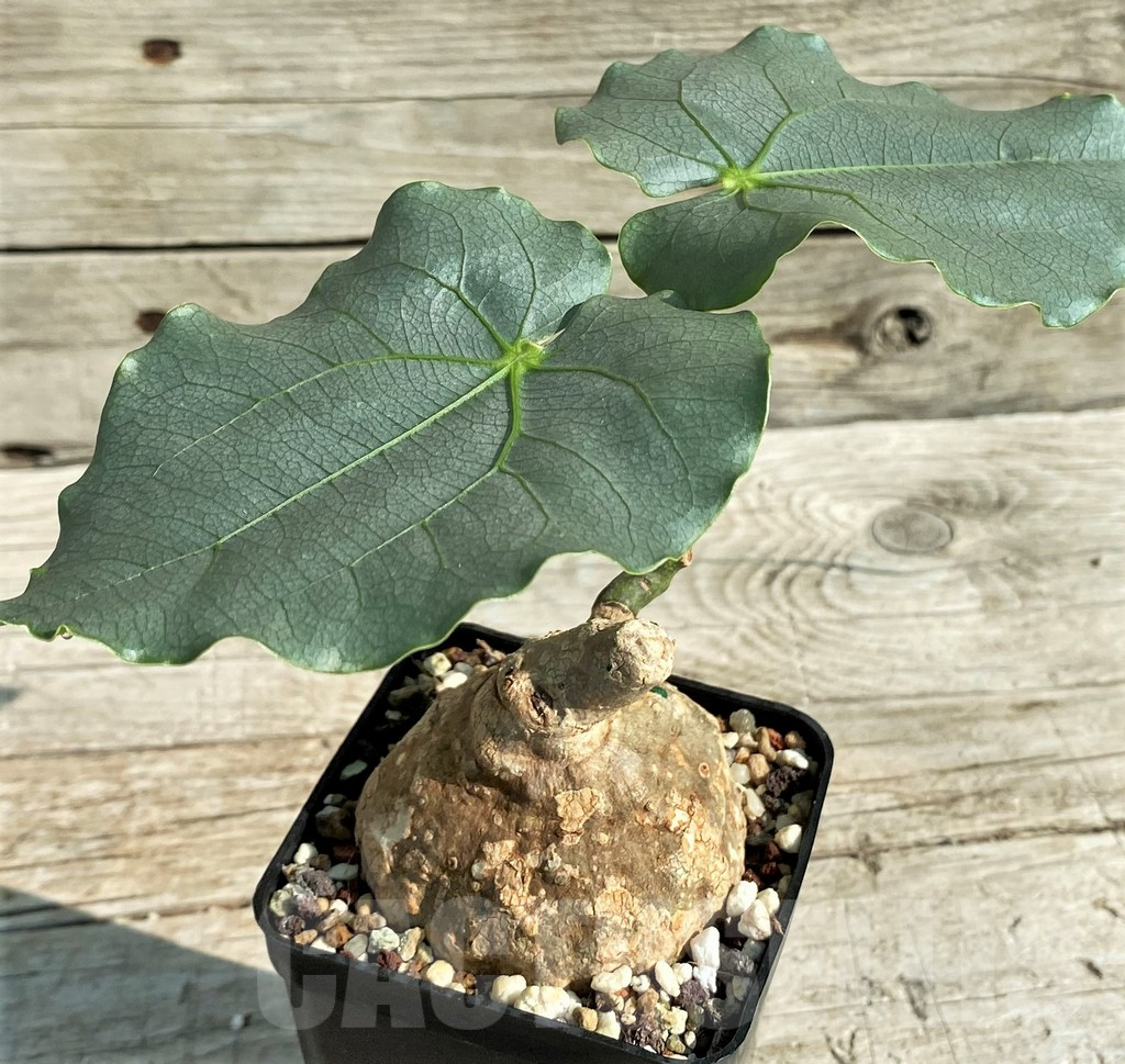 SH13940 Adenia epigea - Image 2