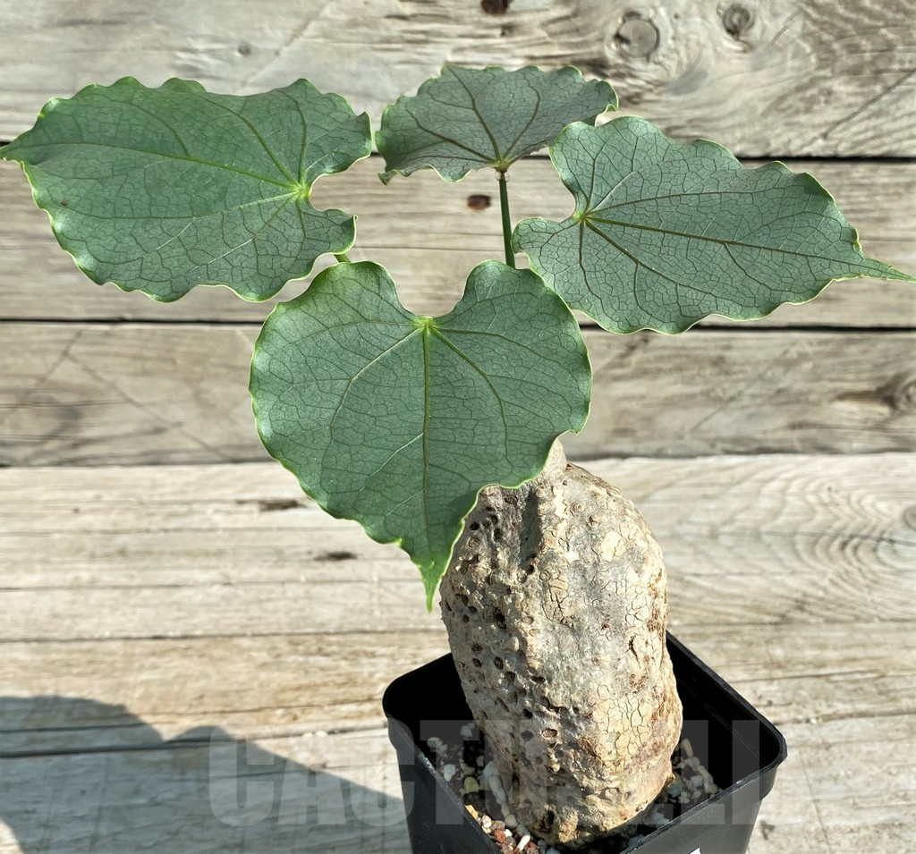 SH13941 Adenia epigea