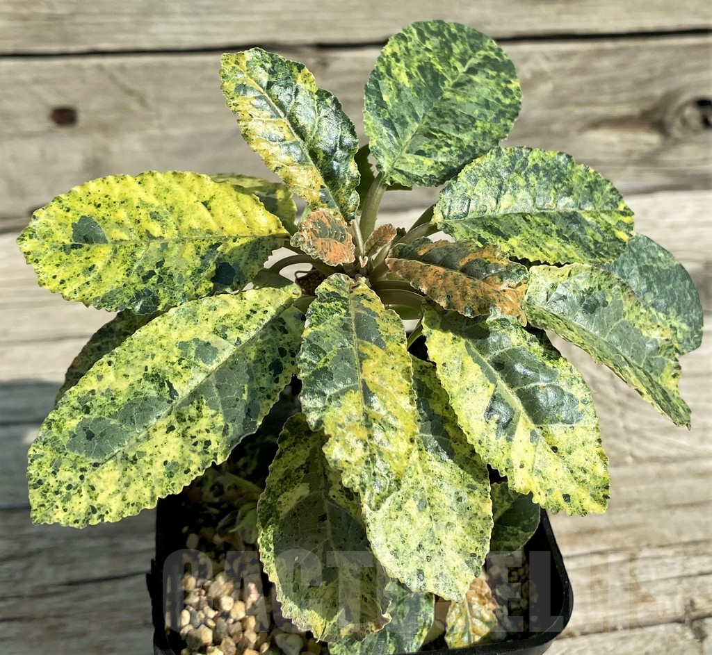 SH8725 Dorstenia foetida f. variegata