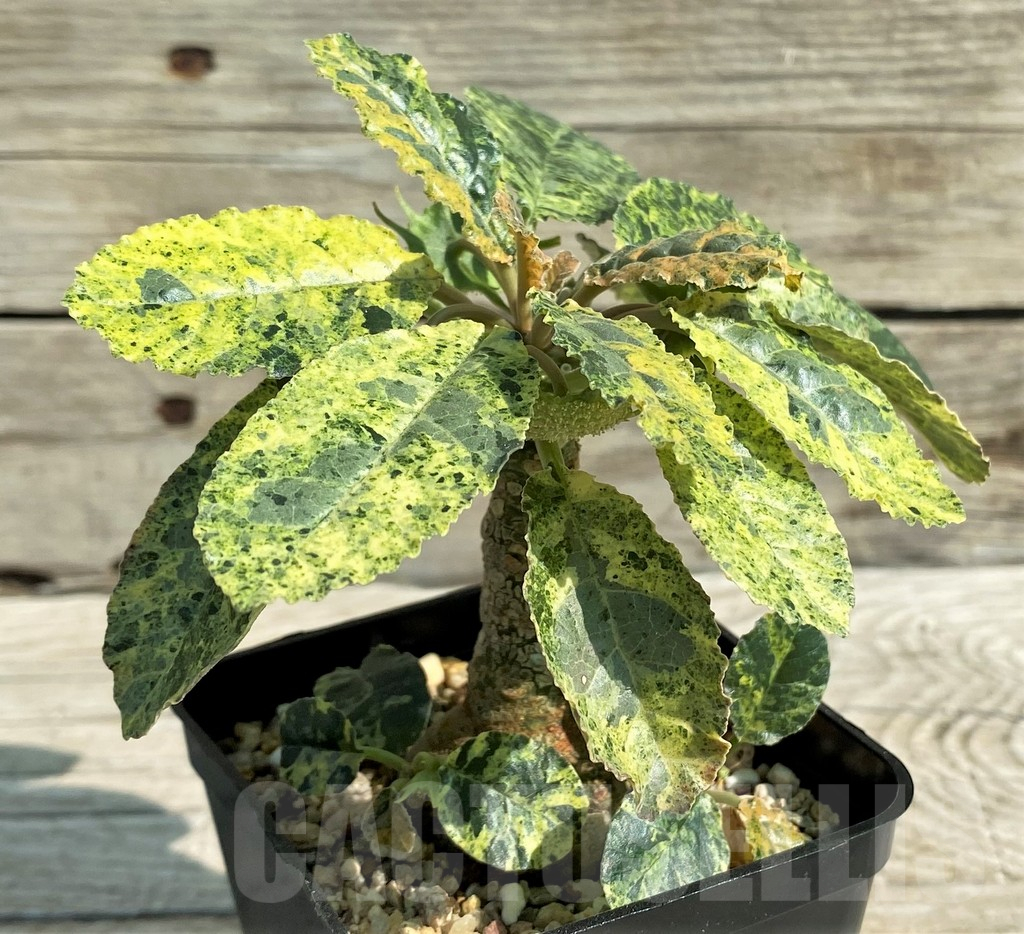SH8725 Dorstenia foetida f. variegata - Image 2