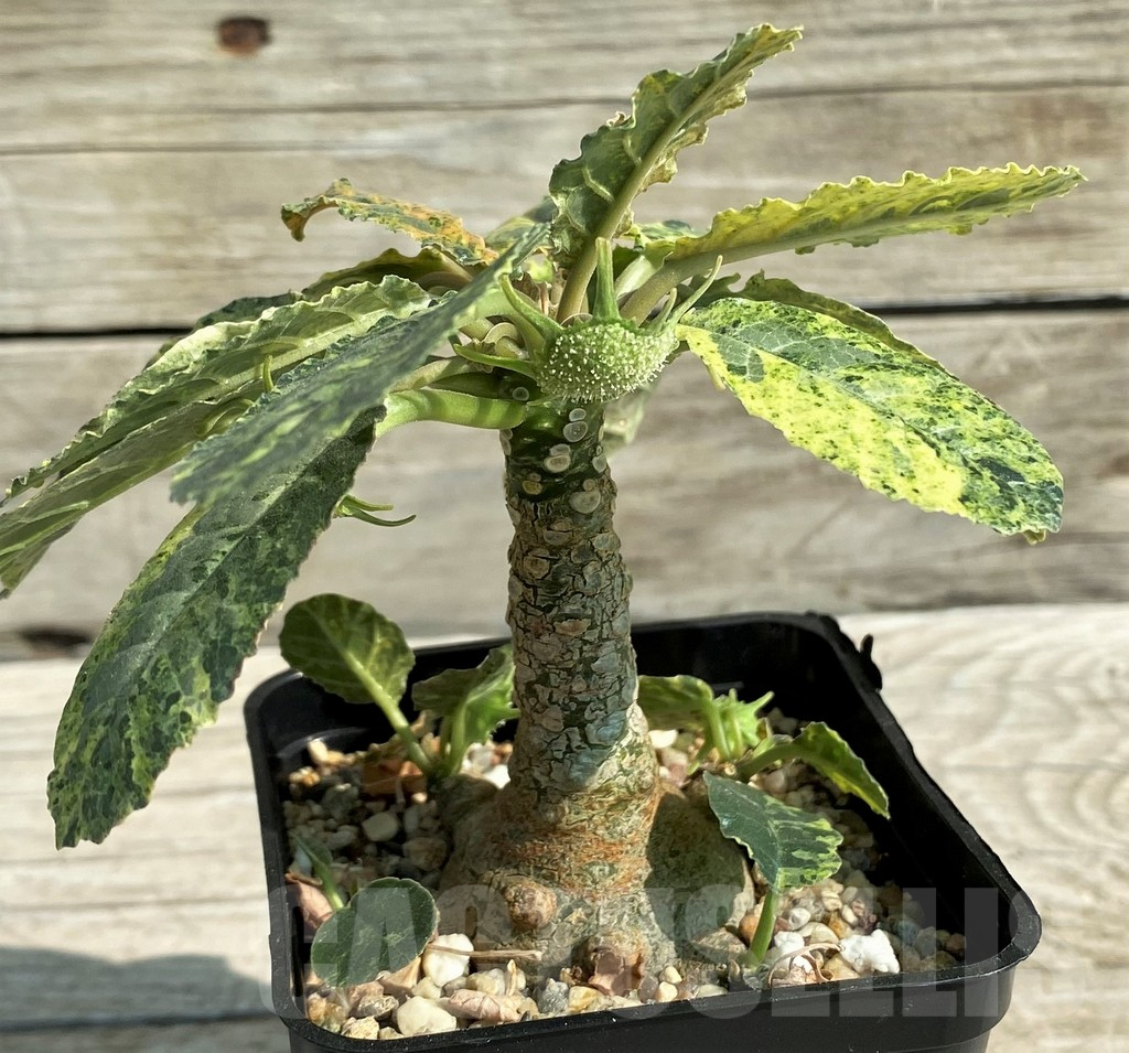 SH8725 Dorstenia foetida f. variegata - Image 3