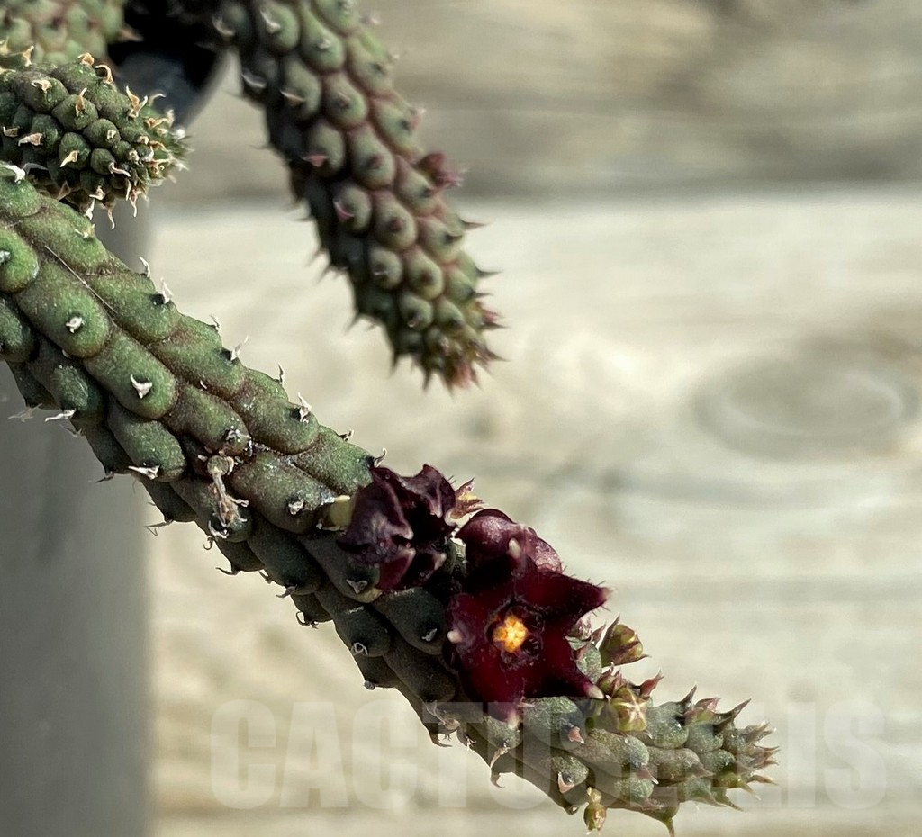 SH15192 Echidnopsis oviflora