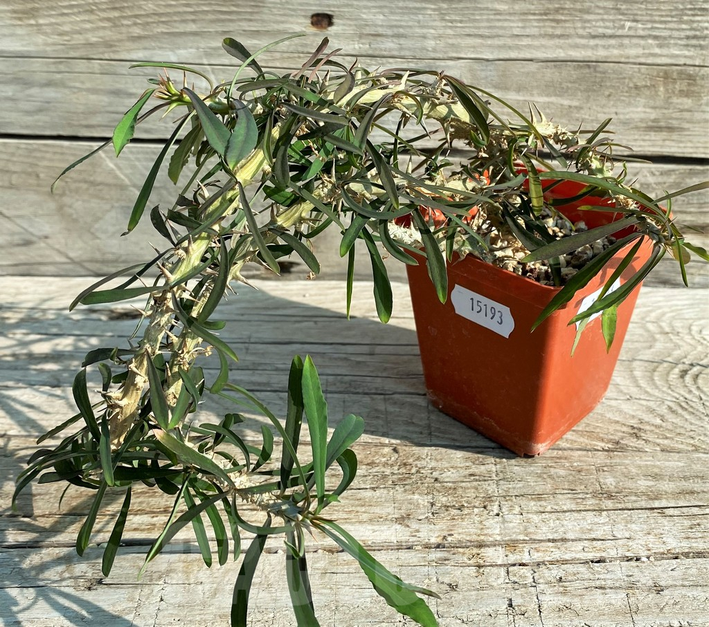 SH15193 Euphorbia aff. berorohae
