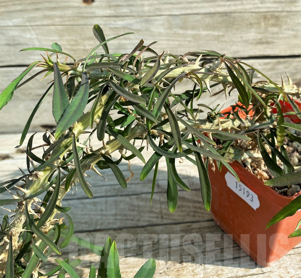 SH15193 Euphorbia aff. berorohae - Image 2