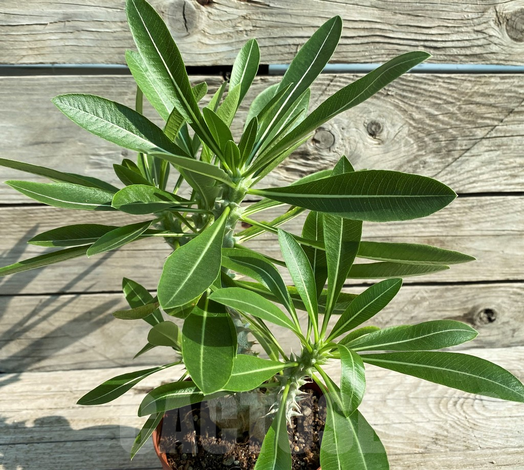 SH15212 Pachypodium horombense - Image 2
