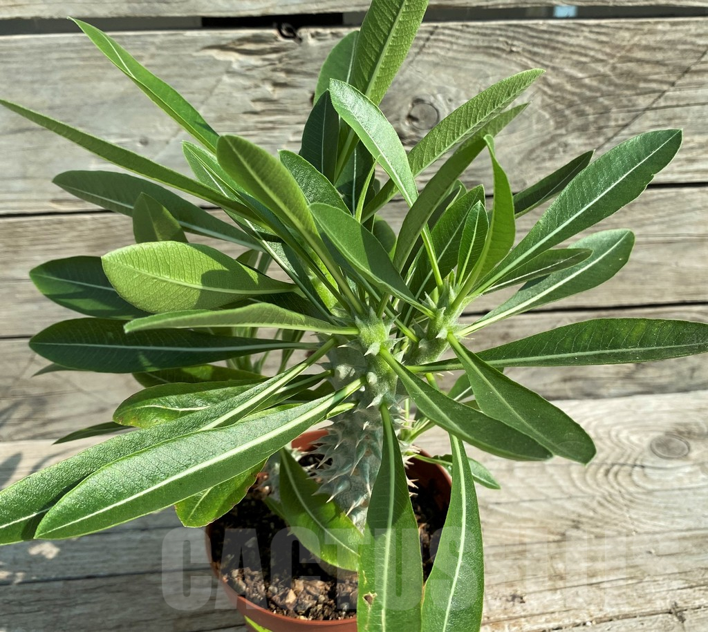 SH15212 Pachypodium horombense