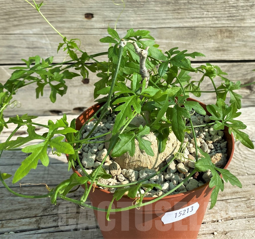 SH15213 Kedrostis africana