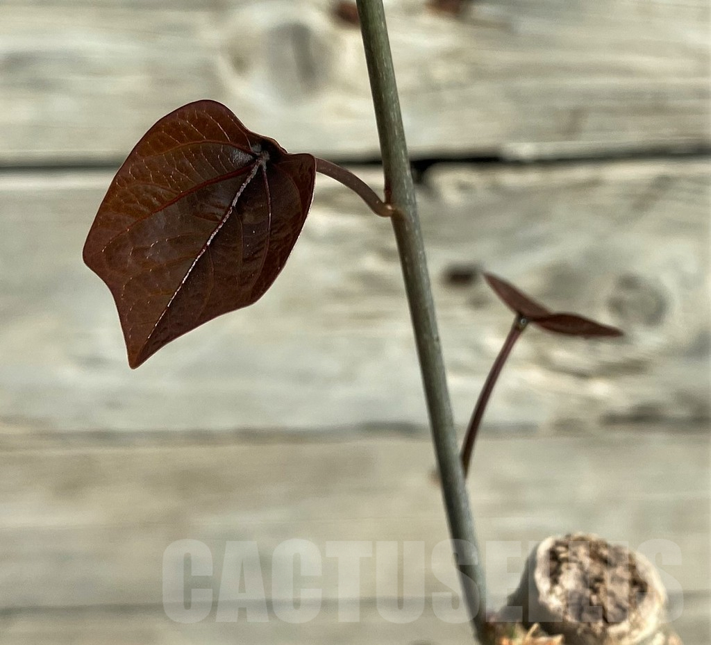 SH15216 Adenia stylosa, red leaf