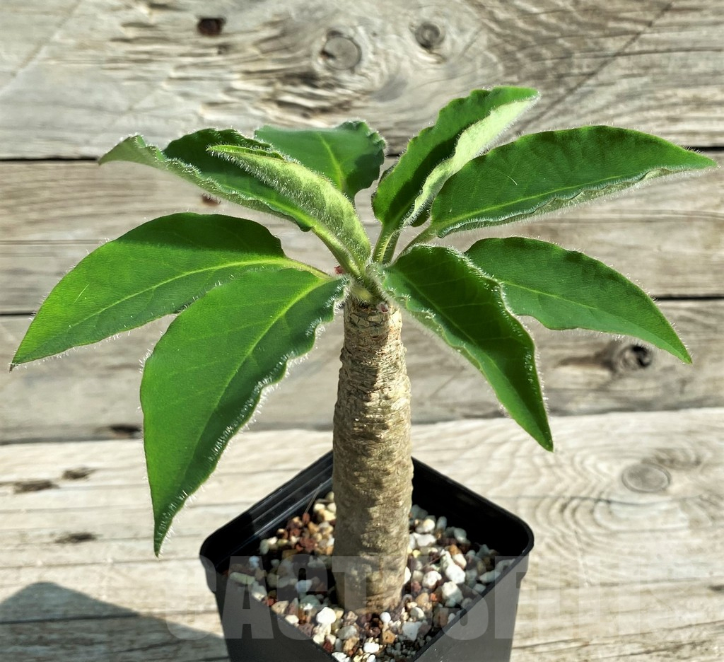 SH15218 Euphorbia ankarensis