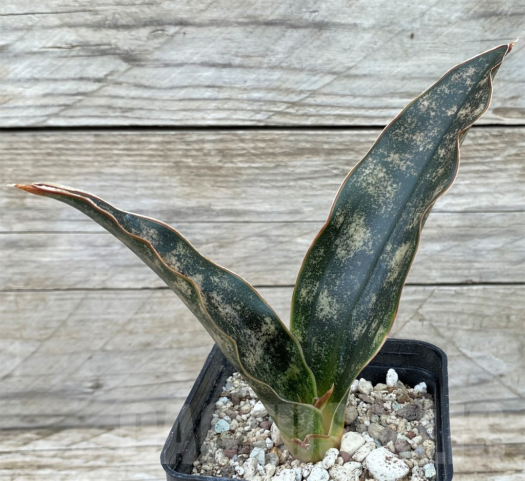 SH14036 Sansevieria ‘Kirkii’ - Image 2