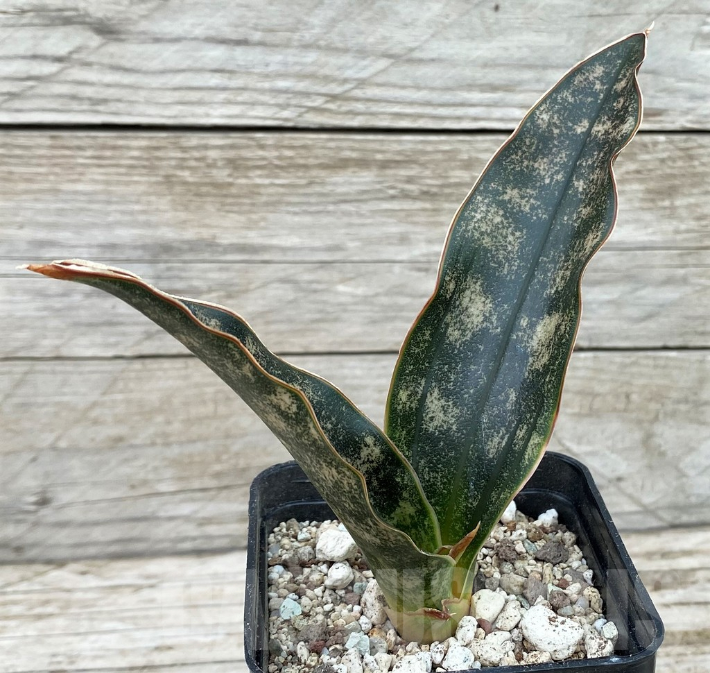 SH14036 Sansevieria ‘Kirkii’
