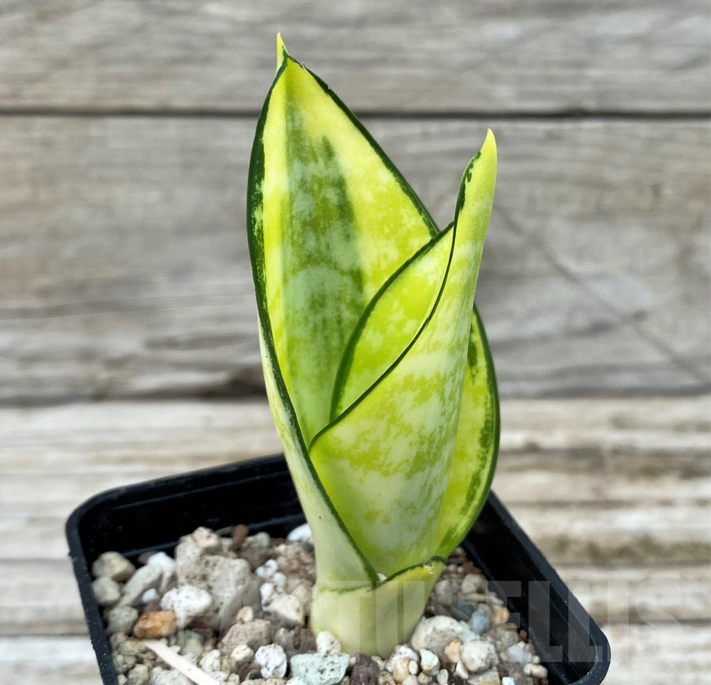 SH14040 Sansevieria ‘Asahi’