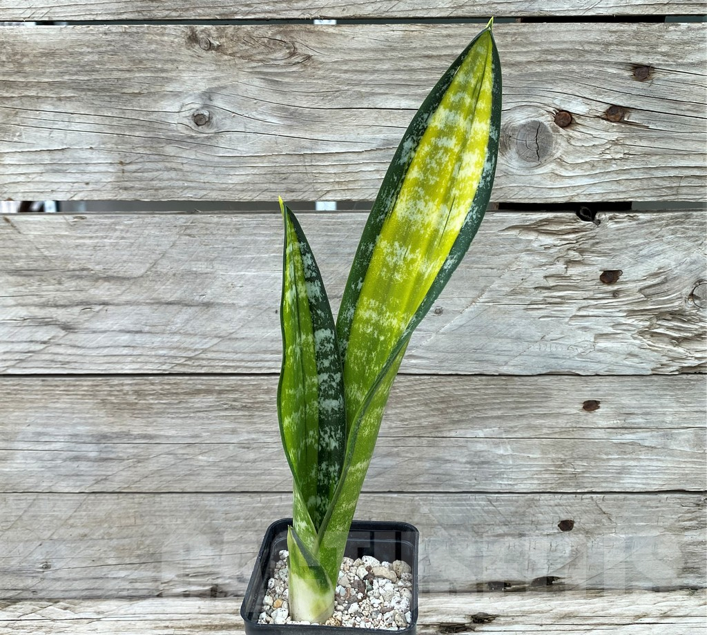 SH14045 Sansevieria trifasciata 'Golden Asahi' - Image 2