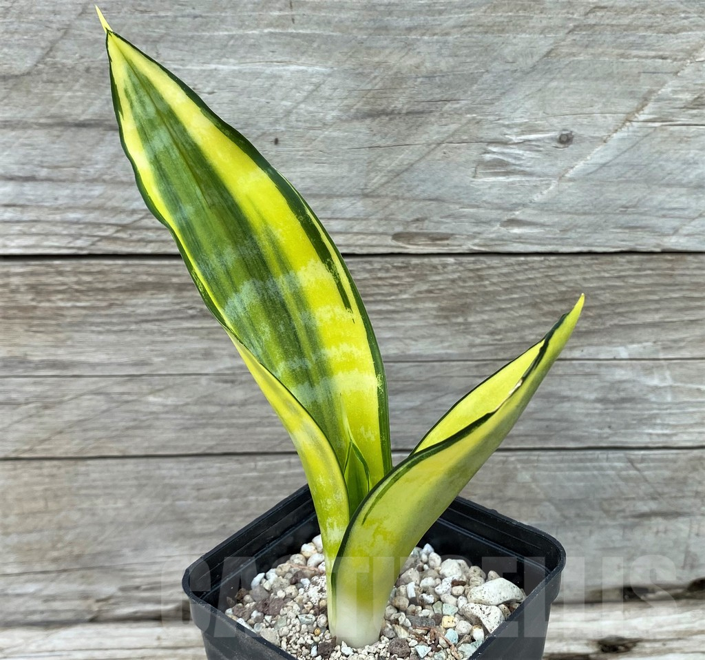 SH14046 Sansevieria ‘Asahi’ - Image 2