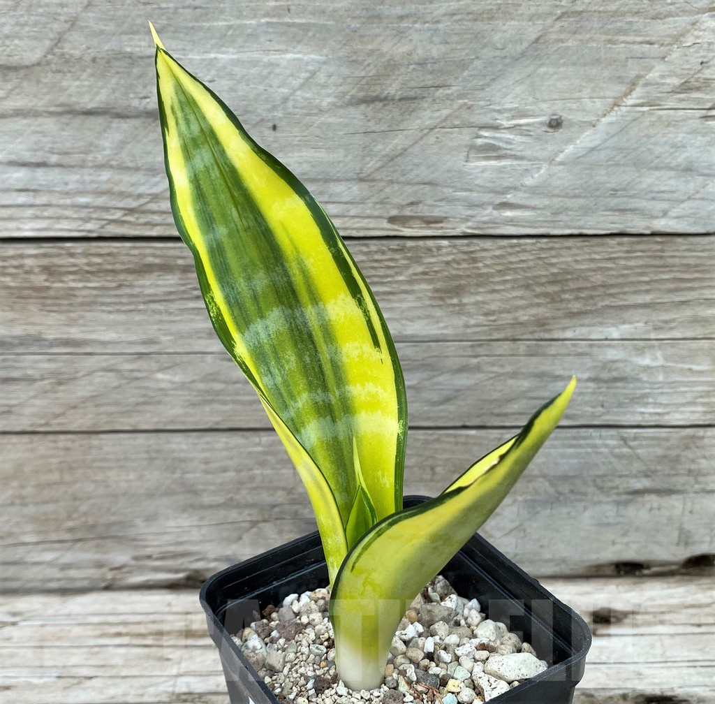 SH14046 Sansevieria ‘Asahi’