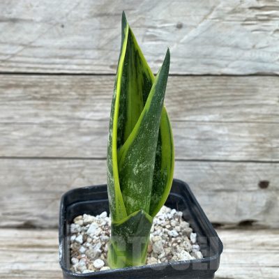 SH14048 Sansevieria trifasciata ‘Golden Flame’