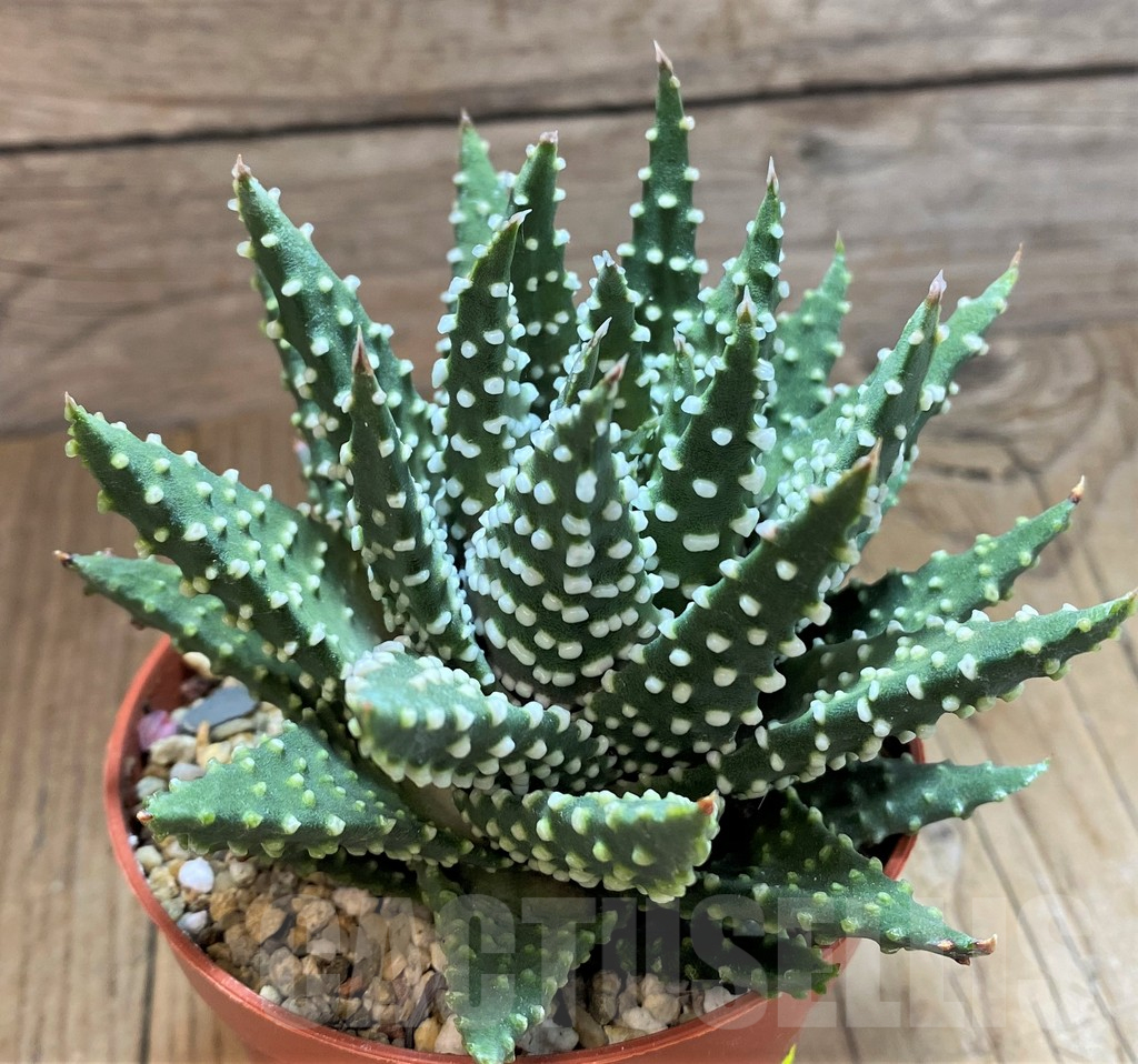 SH13998 Haworthia pumila - Image 2
