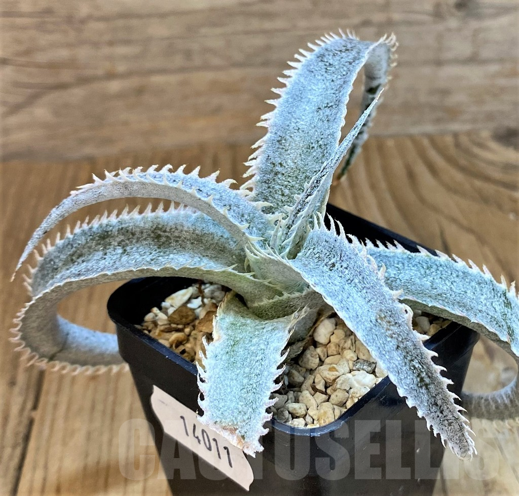 SH14011 Dyckia marnier-lapostollei - Image 2