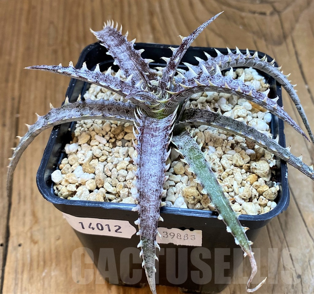 SH14012 Dyckia hybrid, seedling - Image 2