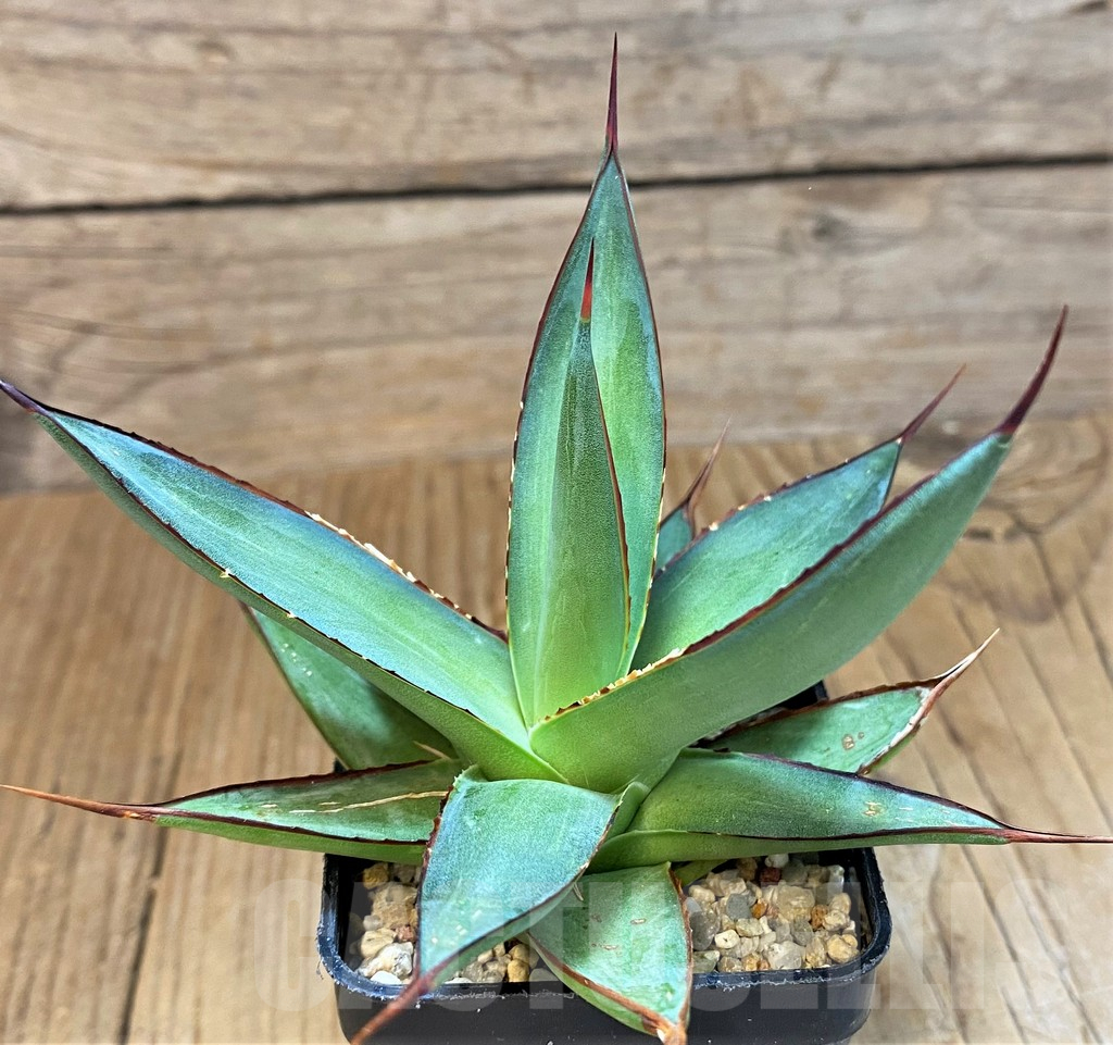 SH14014 Agave 'Romanii Minor' - Image 3