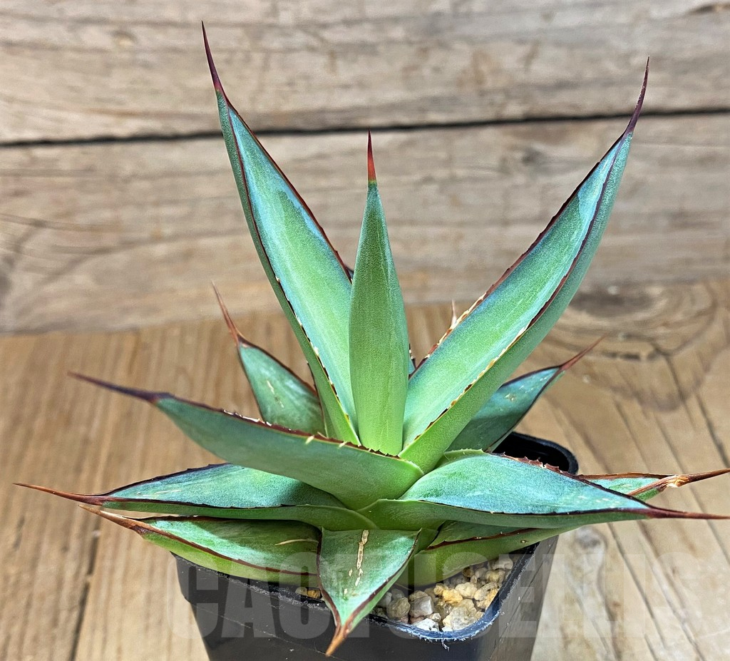 SH14014 Agave 'Romanii Minor' - Image 2