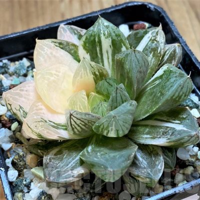 SH13999 Haworthia obtusa 'Marin' f. variegata