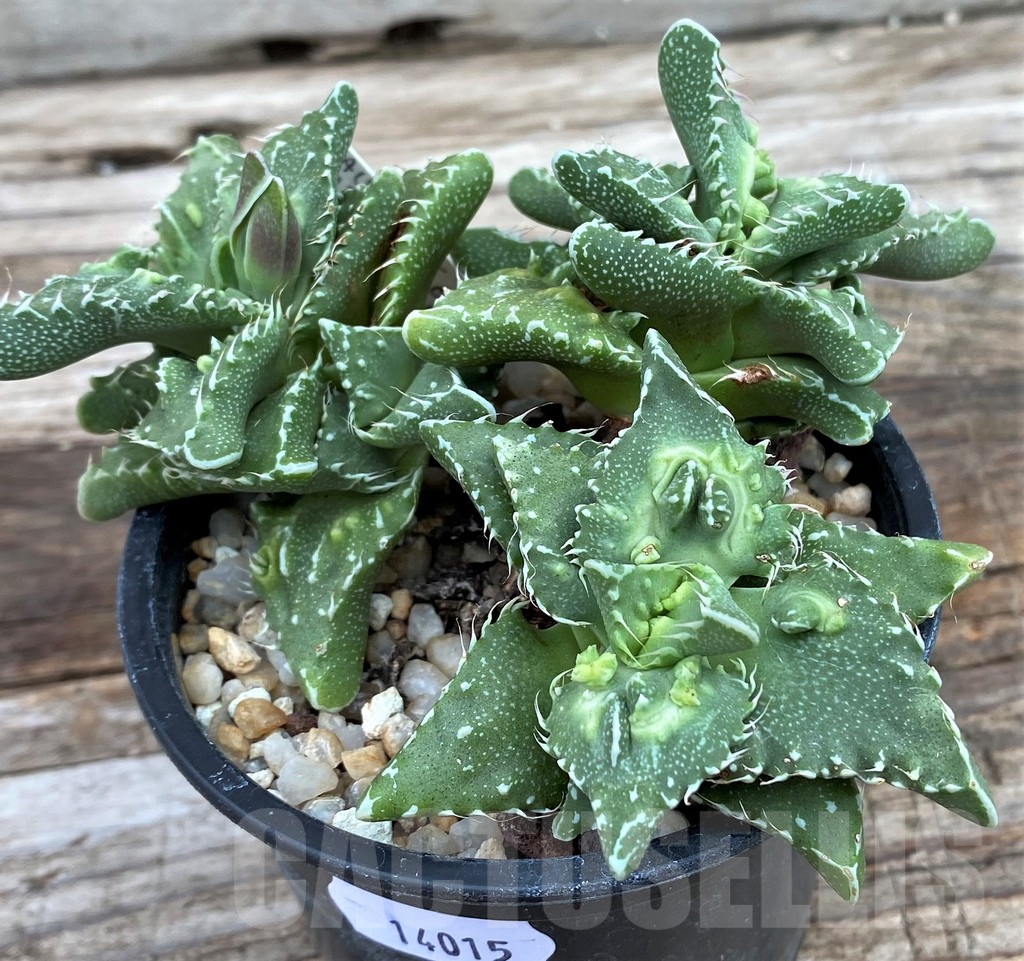SH14015 Faucaria tuberculosa 'Aranami' - Image 2