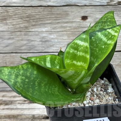 SH14021 Sansevieria hahnii 'Philippine Gold'