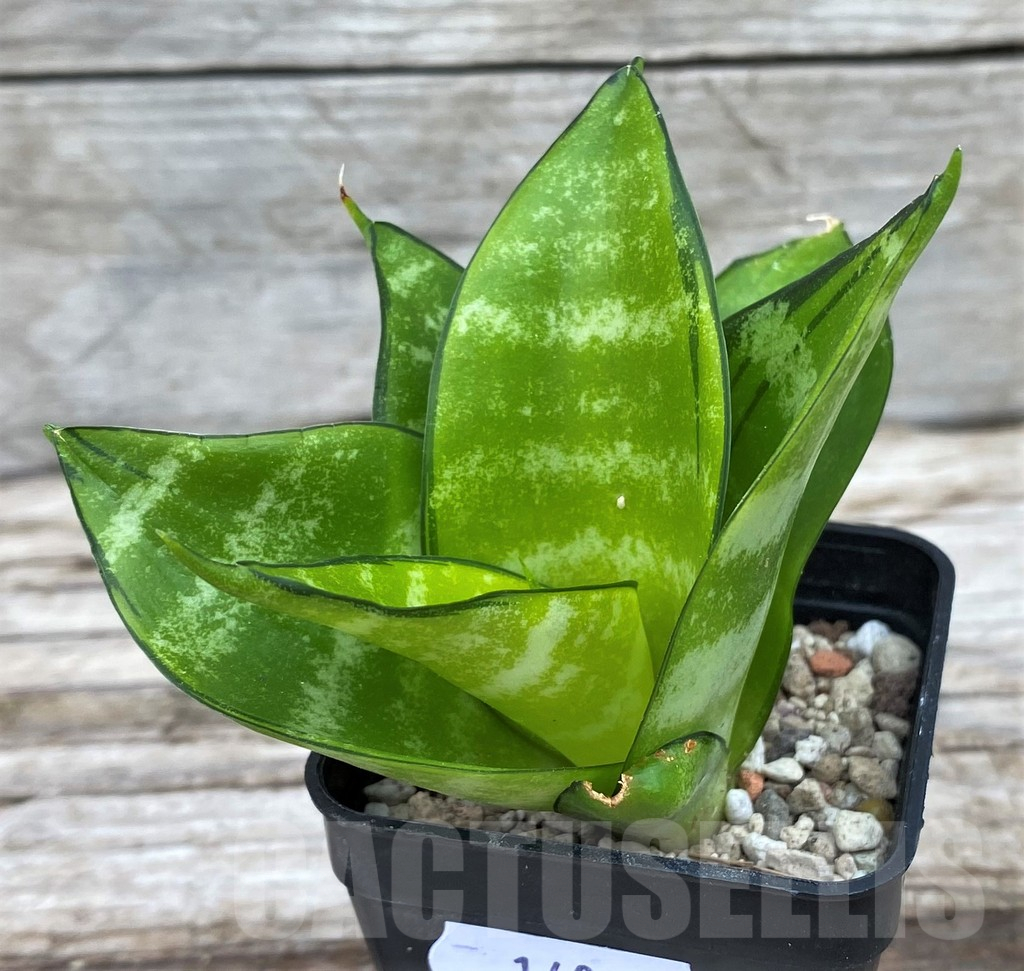 SH14022 Sansevieria hahnii 'Philippine Gold'