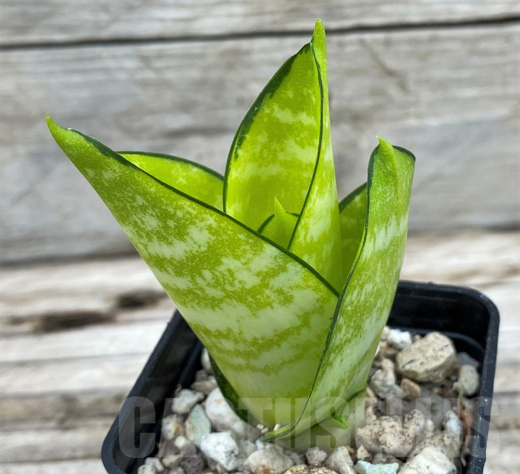 SH14023 Sansevieria hahnii 'Philippine Gold' - Image 2