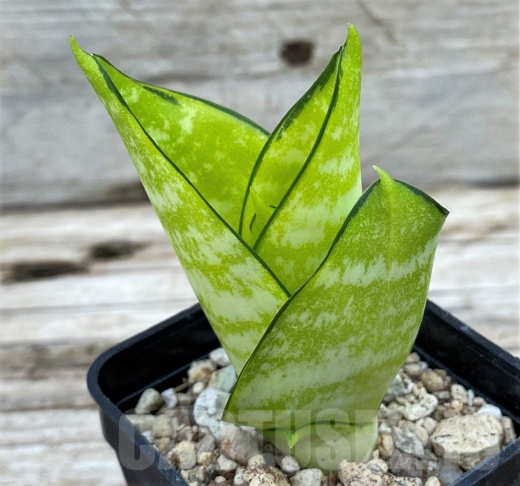 SH14023 Sansevieria hahnii 'Philippine Gold'