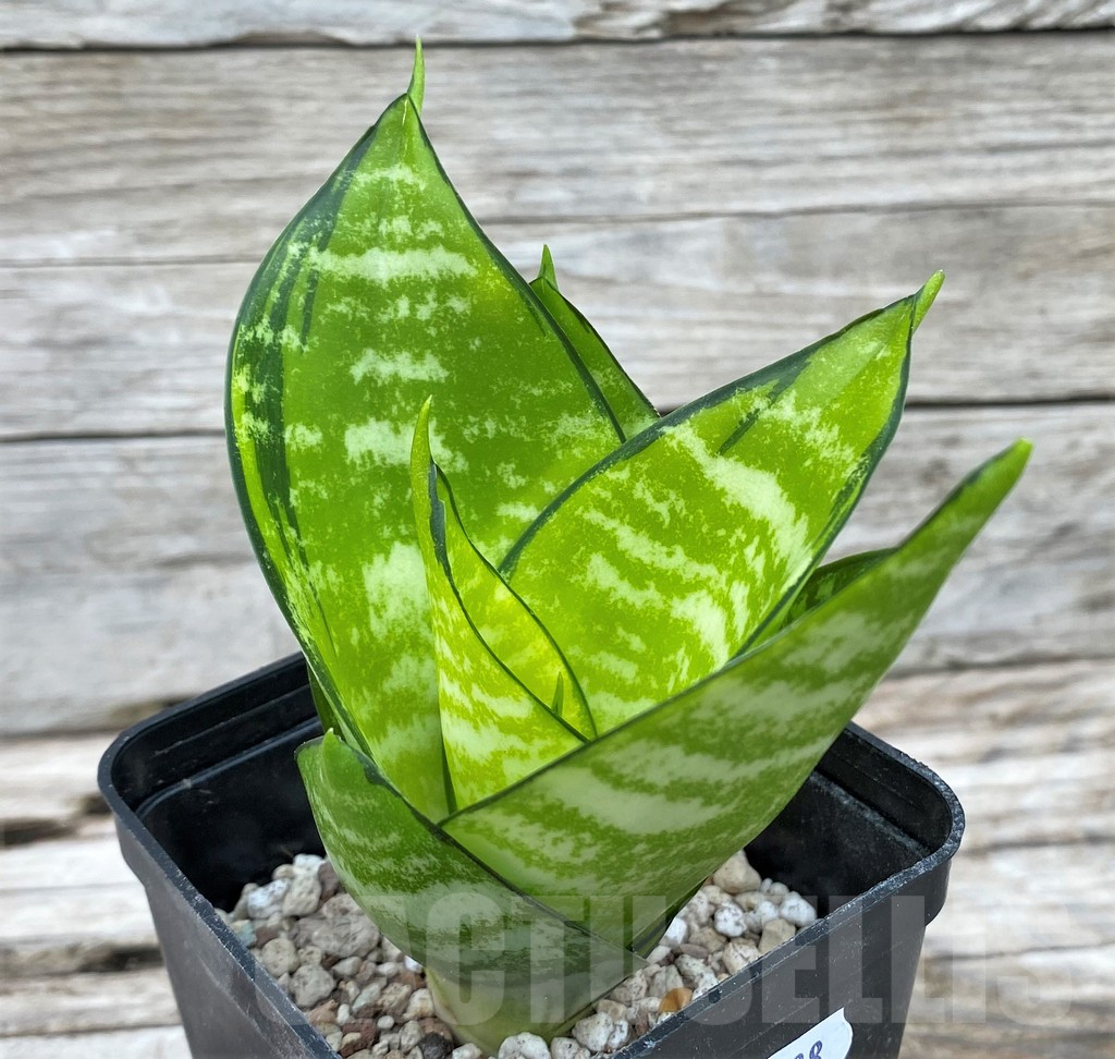 SH14028 Sansevieria hahnii 'Philippine Gold'